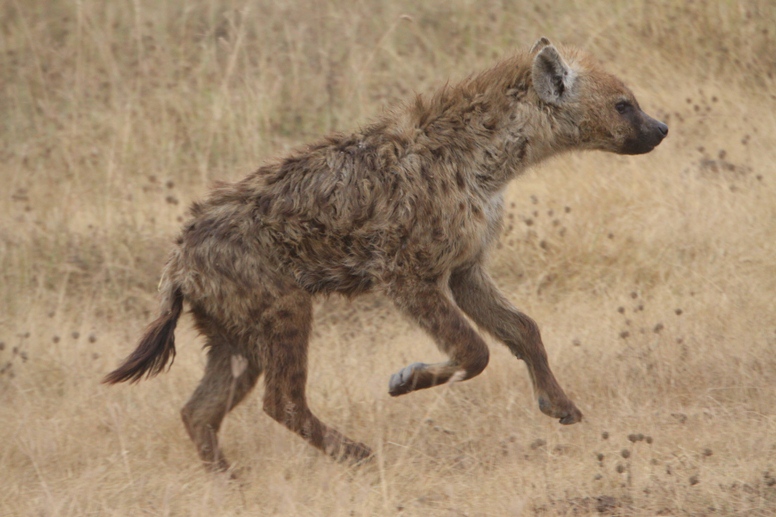 hyena